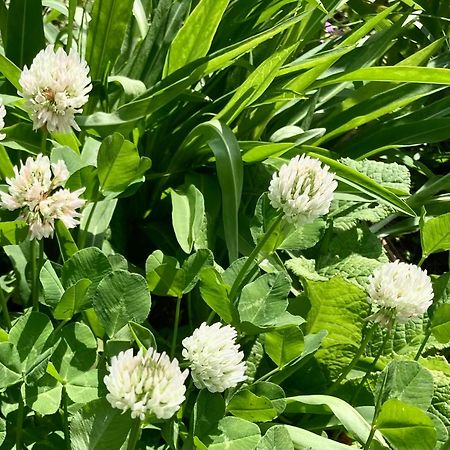 田舎の別荘 かすみ草 غوجو المظهر الخارجي الصورة